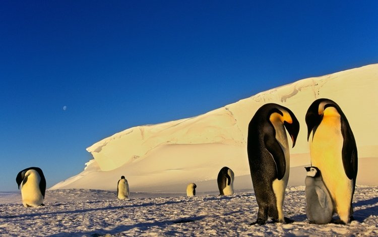 снег, птицы, льдины, пингвины, антарктика, snow, birds, ice, penguins, antarctica