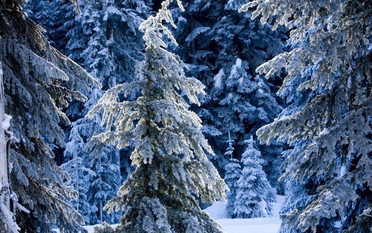 снег, лес, зима, ель, елки, сугробы, зимний, сказочный, snow, forest, winter, spruce, tree, the snow, fabulous