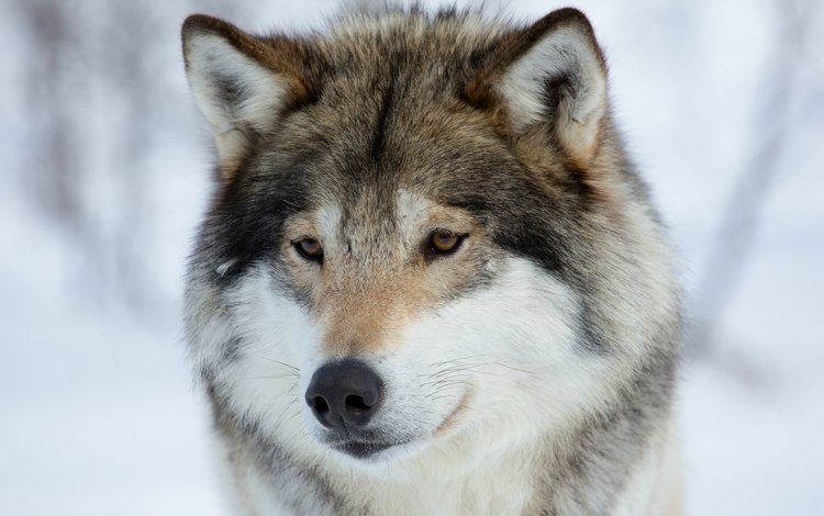 морда, зима, животные, взгляд, хищник, волк, face, winter, animals, look, predator, wolf