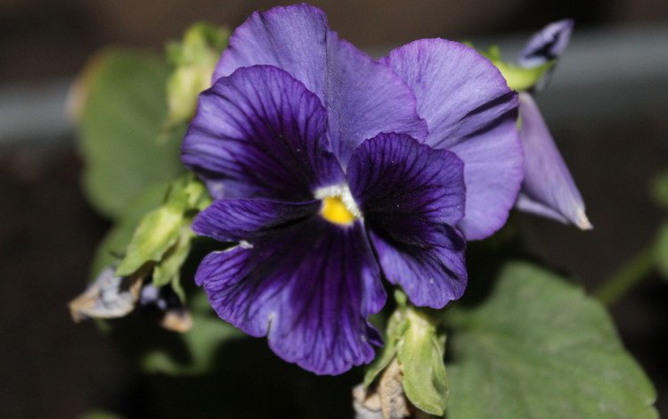 цветок, фиолетовый, анютины глазки, крупным планом, flower, purple, pansy, closeup