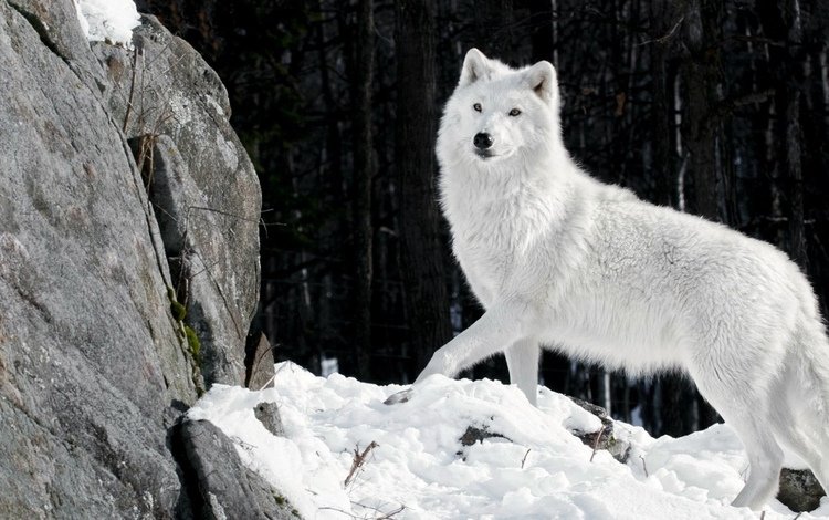снег, камни, зима, шерсть, белый, хищник, волк, snow, stones, winter, wool, white, predator, wolf