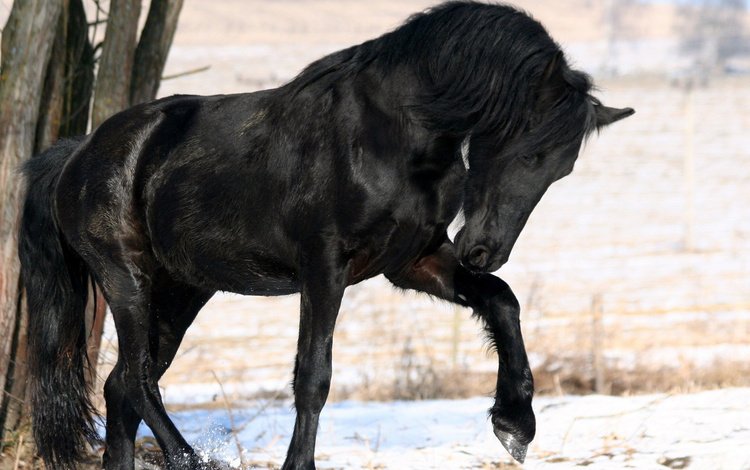 лошадь, снег, дерево, зима, черный, конь, грива, horse, snow, tree, winter, black, mane