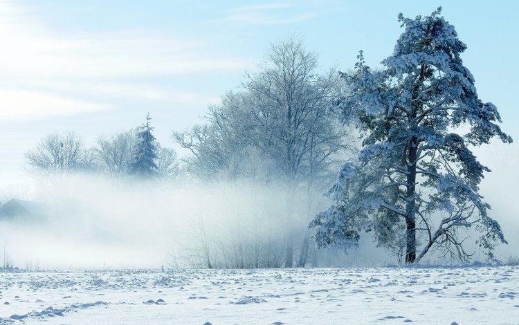 небо, деревья, снег, природа, зима, the sky, trees, snow, nature, winter