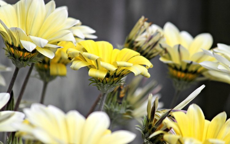 цветы, макро, лепестки, белые, желтые, flowers, macro, petals, white, yellow