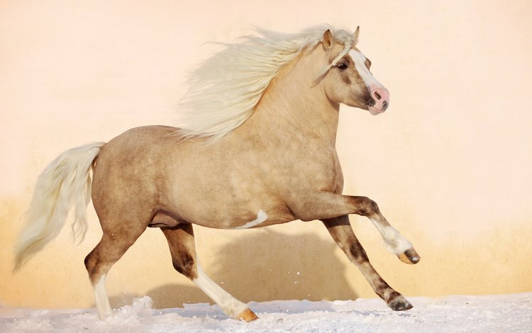 лошадь, конь, грива, жеребец, жеребенок, аллюр, horse, mane, stallion, foal, allure