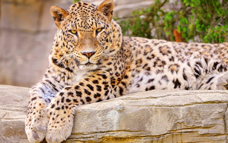 морда, лапы, взгляд, лежит, леопард, хищник, face, paws, look, lies, leopard, predator