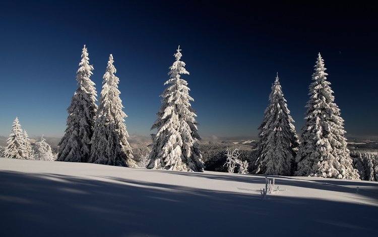 снег, лес, зима, елки, ели, лейзаж, snow, forest, winter, tree, ate, lazar