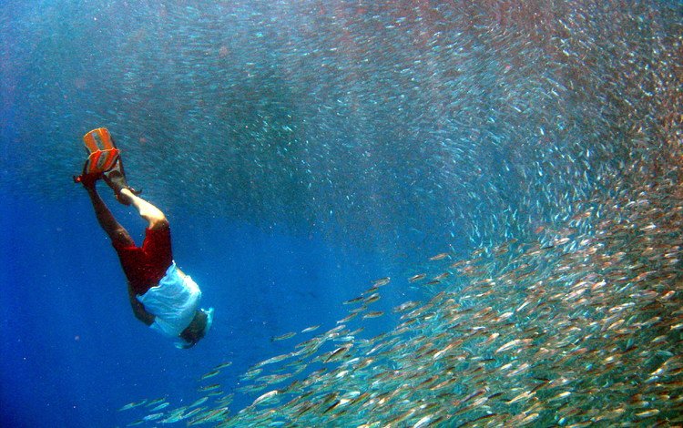 рыбы, тропики, мальдивы, дайвинг, fish, tropics, the maldives, diving