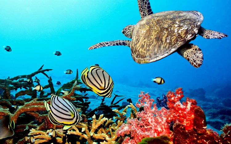 рыбы, кораллы, тропики, мальдивы, fish, corals, tropics, the maldives