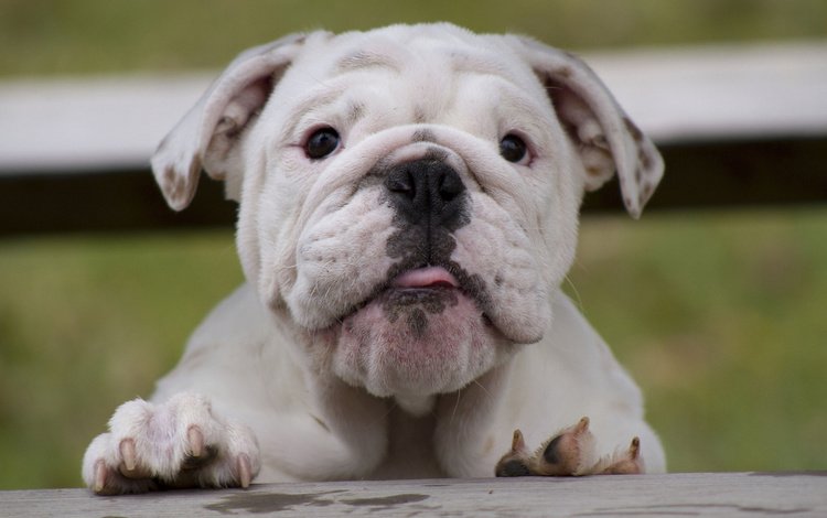 морда, взгляд, белый, собака, щенок, английский бульдог, face, look, white, dog, puppy, english bulldog