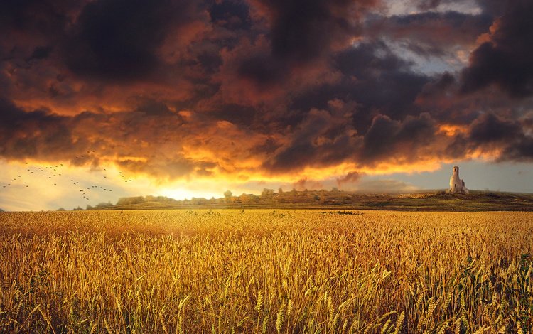 небо, облака, закат, тучи, пейзаж, поле, колосья, пшеница, the sky, clouds, sunset, landscape, field, ears, wheat
