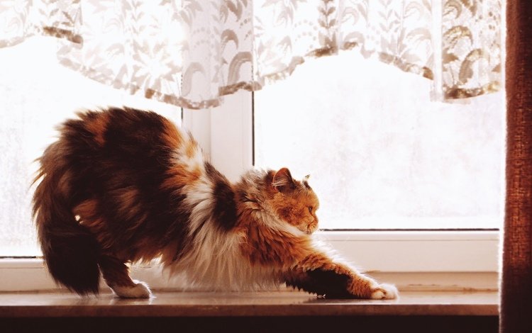 кот, кошка, пушистый, окно, подоконник, трехцветный, cat, fluffy, window, sill, tri-color