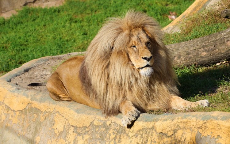 хищник, отдых, львы, лев, грива, predator, stay, lions, leo, mane