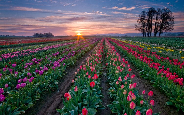 небо, цветы, деревья, закат, ряды, тюльпаны, голландия, плантация, the sky, flowers, trees, sunset, the ranks, tulips, holland, plantation