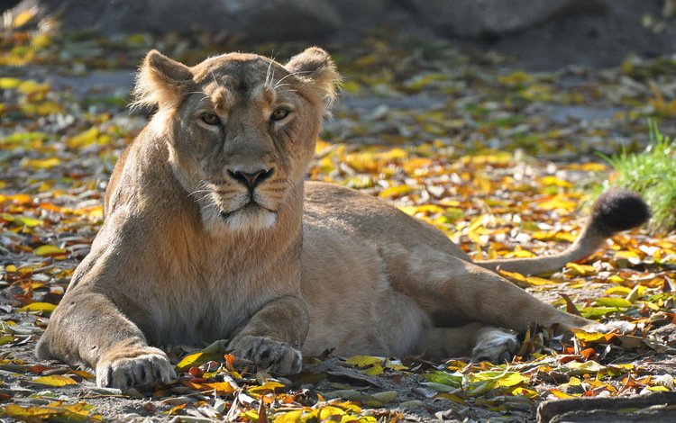 листва, взгляд, хищник, отдых, лев, львица, foliage, look, predator, stay, leo, lioness