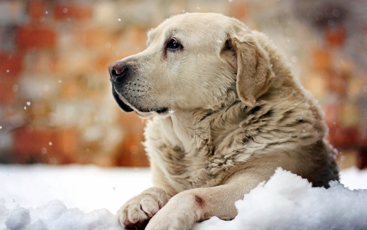 снег, зима, собака, лабрадор, snow, winter, dog, labrador