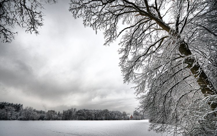 деревья, снег, зима, ветки, иней, белый, холод, trees, snow, winter, branches, frost, white, cold