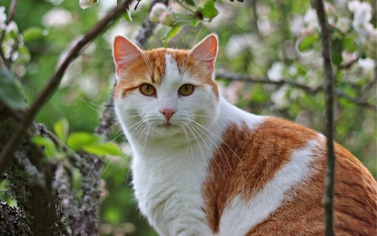 дерево, кот, ветки, кошка, сидит, бело- рыжий, tree, cat, branches, sitting, white - red