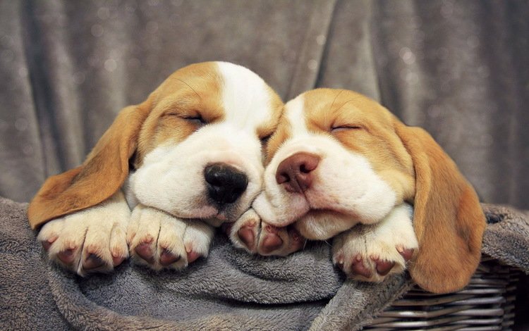 мордочка, щенки, лапки, собаки, бассет, бигль, бассет-хаунд, спящие щенята, muzzle, puppies, legs, dogs, bassett, beagle, the basset hound, sleeping puppies