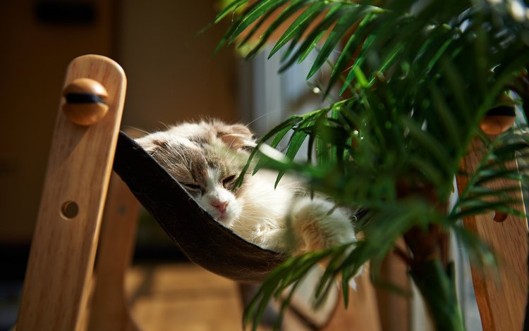 кошка, сон, комната, растение, обои кот, cat, sleep, room, plant, wallpaper cat