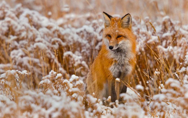 снег, зима, поле, лиса, лисица, snow, winter, field, fox