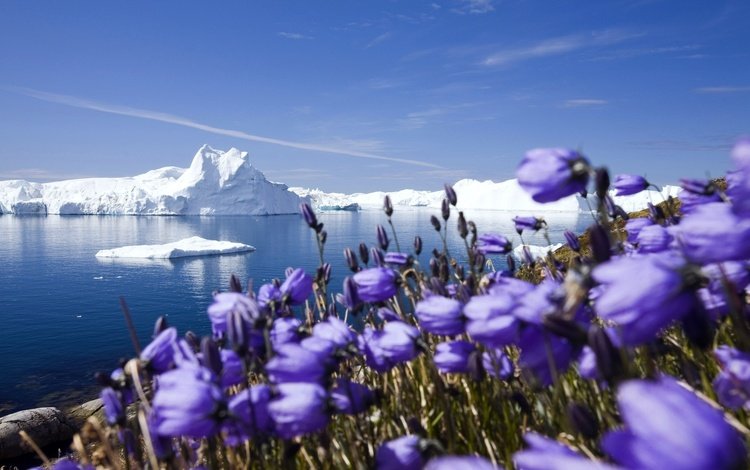 цветы, природа, море, побережье, весна, айсберги, ледники, flowers, nature, sea, coast, spring, icebergs, glaciers