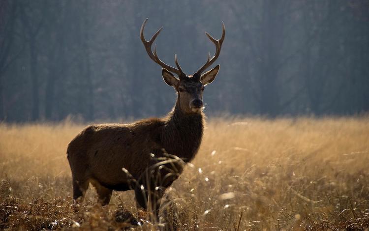 природа, олень, животные, поле, лето, рога, nature, deer, animals, field, summer, horns