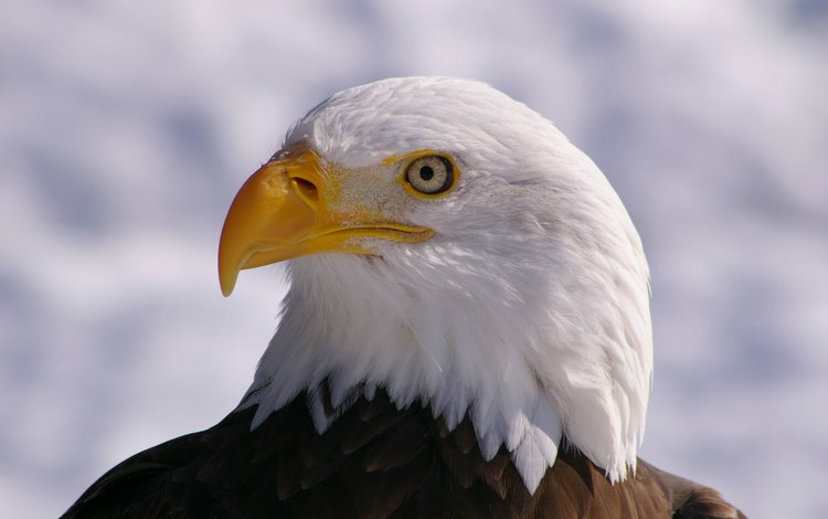 взгляд, профиль, птица, клюв, белоголовый орлан, птаха, look, profile, bird, beak, bald eagle