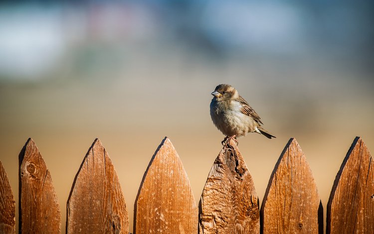 фон, забор, птицы, воробей, background, the fence, birds, sparrow