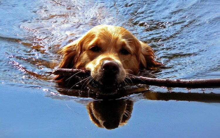 вода, отражение, собака, палка, золотистый ретривер, water, reflection, dog, stick, golden retriever