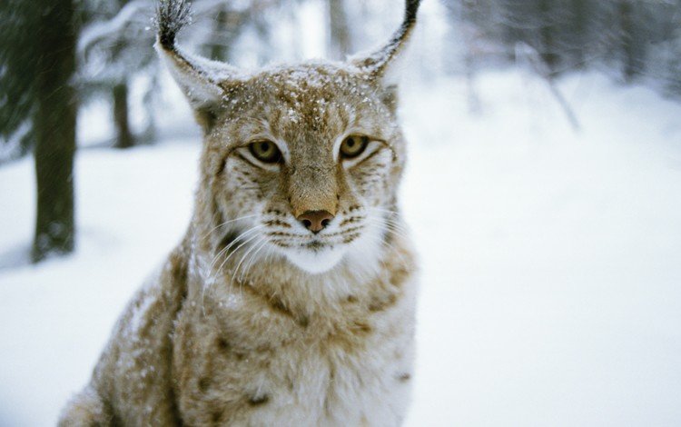 лес, зима, рысь, хищник, дикая кошка, forest, winter, lynx, predator, wild cat