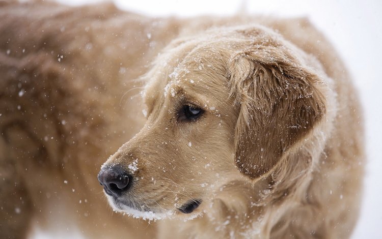 снег, собака, друг, золотистый ретривер, snow, dog, each, golden retriever