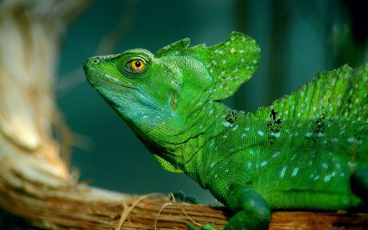 природа, ящерица, рептилия, зеленый василиск, василиск, nature, lizard, reptile, green basilisk, basilisk