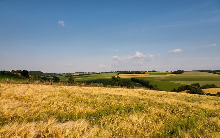 природа, пейзаж, поле, лето, колосья, пшеница, рожь, nature, landscape, field, summer, ears, wheat, rye