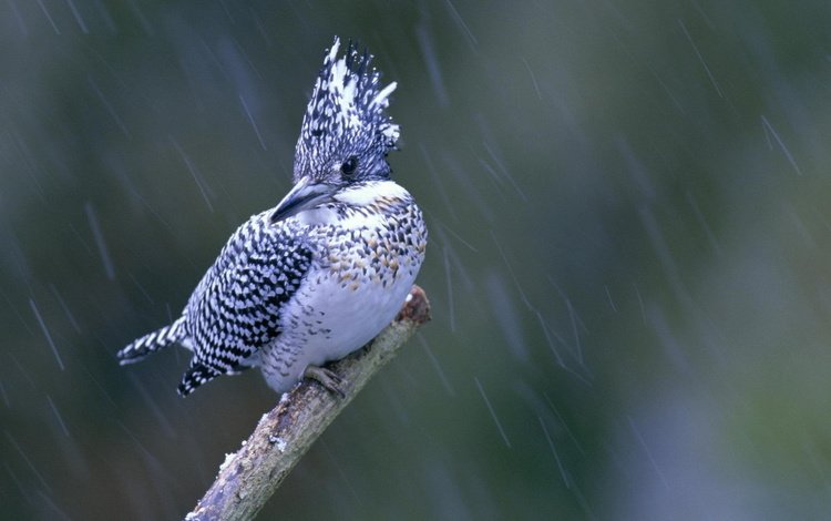 ветка, природа, макро, птица, дождь, зимородок, branch, nature, macro, bird, rain, kingfisher