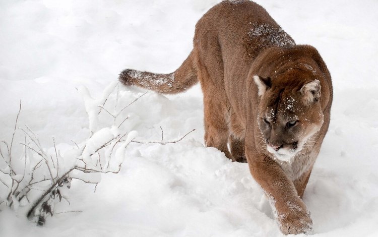 снег, зима, кошка, пума, горный лев, кугуар, snow, winter, cat, puma, mountain lion, cougar