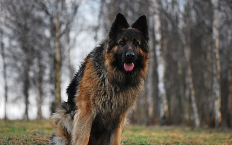 взгляд, собака, язык, немецкая овчарка, длинношерстная, look, dog, language, german shepherd, longhair
