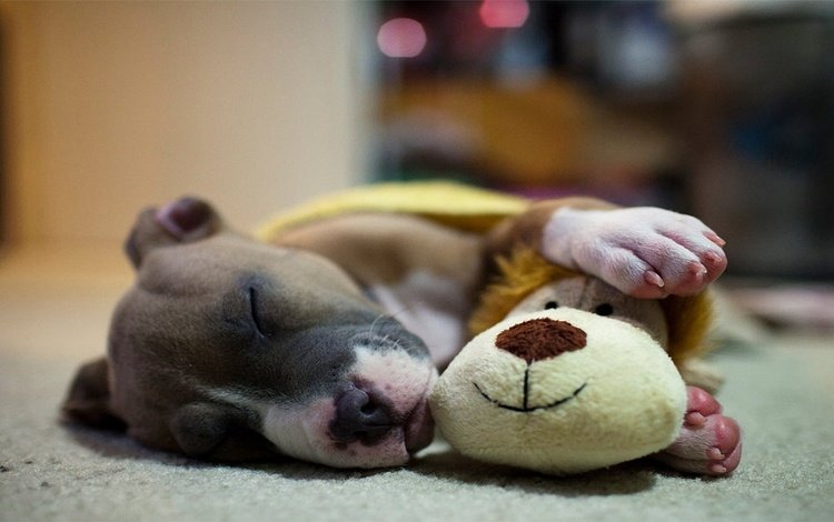 сон, собака, игрушка, щенок, питбуль, sleep, dog, toy, puppy, pit bull