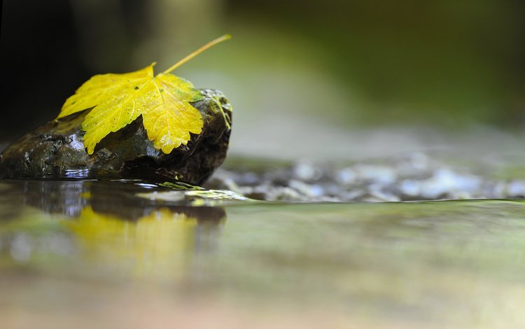 вода, макро, отражение, осень, лист, камень, water, macro, reflection, autumn, sheet, stone
