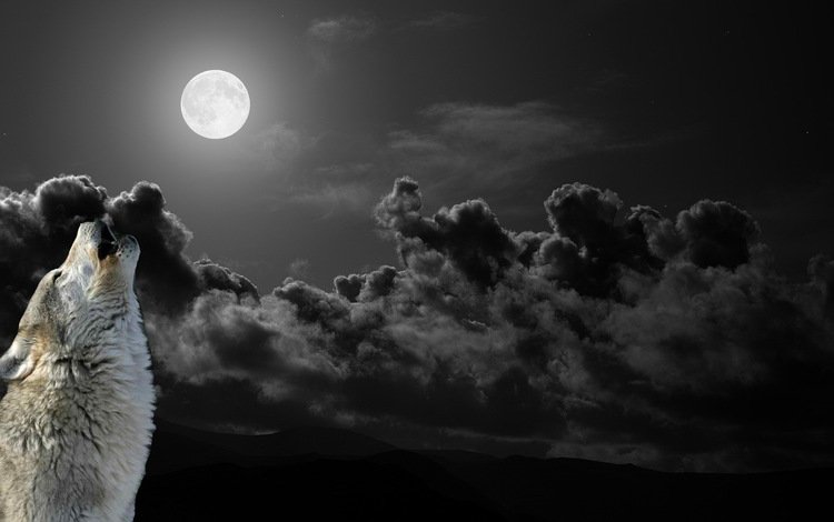 небо, облака, ночь, луна, хищник, волк, воет, the sky, clouds, night, the moon, predator, wolf, howling