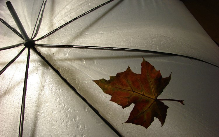 макро, лист, дождь, зонтик, погода, macro, sheet, rain, umbrella, weather