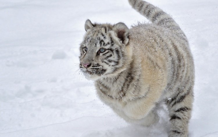 тигр, снег, зима, белый, тигренок, бег, tiger, snow, winter, white, running