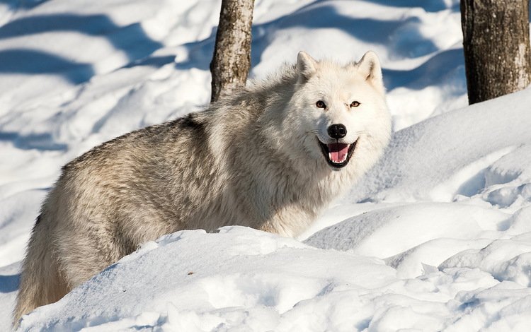 снег, зима, взгляд, хищник, волк, snow, winter, look, predator, wolf