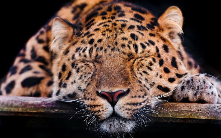 морда, усы, спит, леопард, темный фон, лапа, face, mustache, sleeping, leopard, the dark background, paw