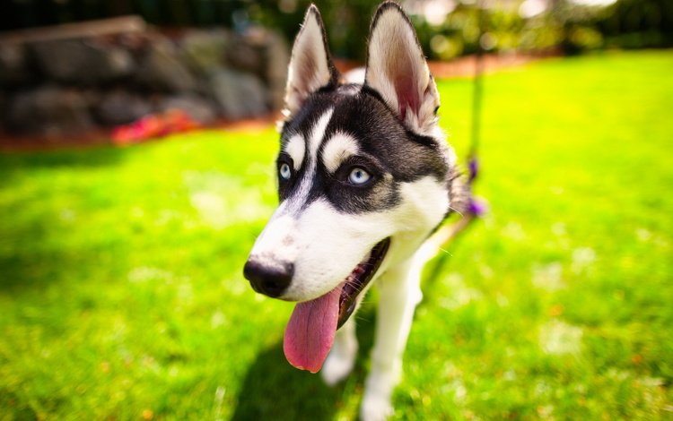 взгляд, собака, хаски, голубые глаза, язык, сибирский хаски, look, dog, husky, blue eyes, language, siberian husky