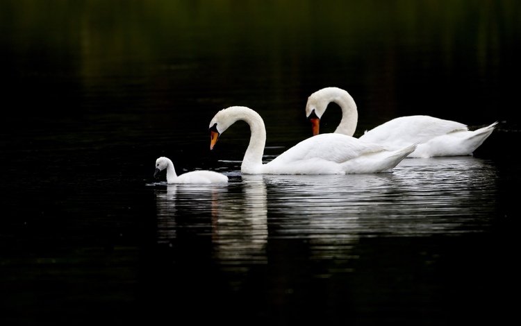 озеро, природа, отражение, птицы, белые, лебеди, lake, nature, reflection, birds, white, swans