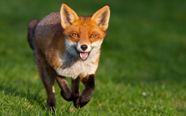 трава, мордочка, взгляд, рыжая, лиса, лисица, бежит, хитрый, grass, muzzle, look, red, fox, runs, tricky