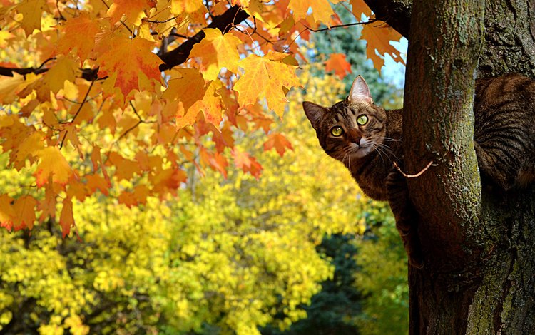 дерево, листья, кот, кошка, осень, клен, полосатый, tree, leaves, cat, autumn, maple, striped