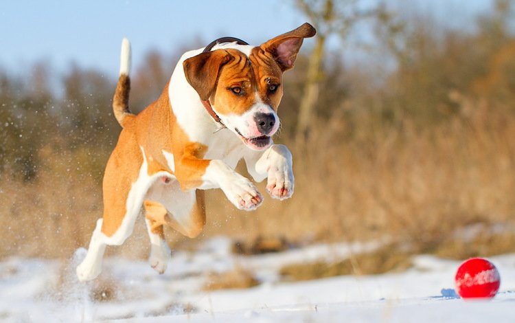 собака, прыжок, друг, мяч, бег, dog, jump, each, the ball, running