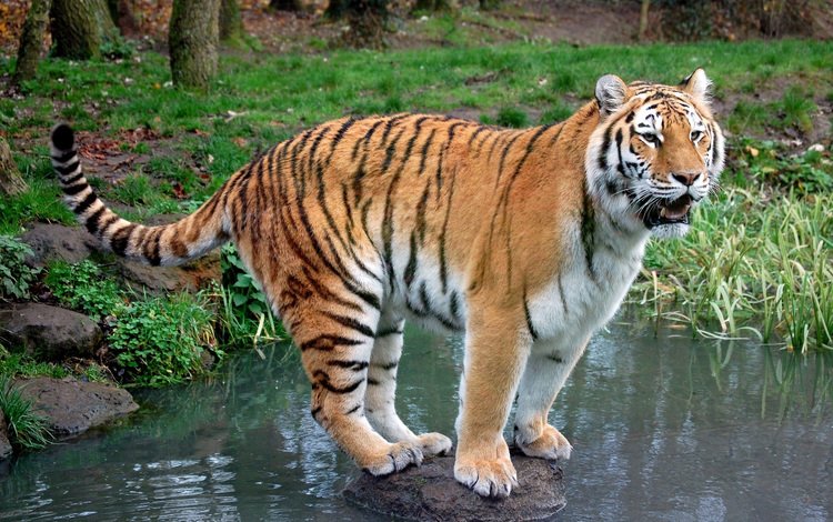 тигр, трава, вода, ручей, хищник, камень, tiger, grass, water, stream, predator, stone